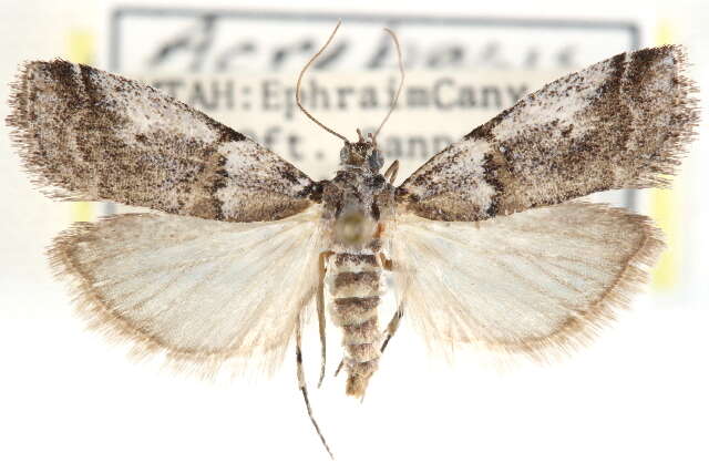 Image of Acrobasis comptella Ragonot 1887