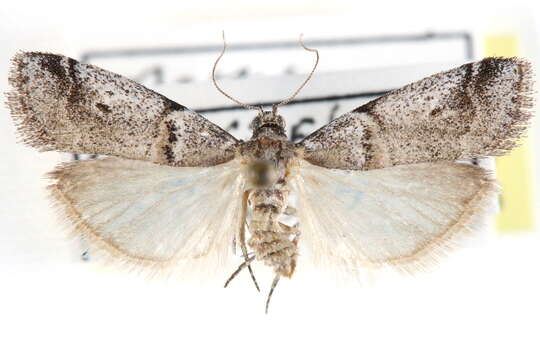 Image of Acrobasis comptella Ragonot 1887