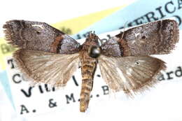 Image of Acrobasis comptella Ragonot 1887