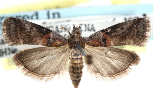 Image of pecan leaf casebearer