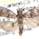 Imagem de Acrobasis cirroferella Hulst 1892