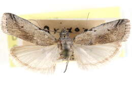 Image of Adanarsa intransitella Dyar 1905