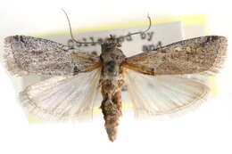 Image of Adanarsa intransitella Dyar 1905