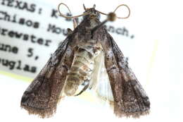 Image of Chararica hystriculella Hulst 1887