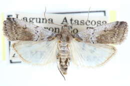 Image of Chararica hystriculella Hulst 1887