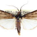 Image of Monoptilota pergratialis Hulst 1886