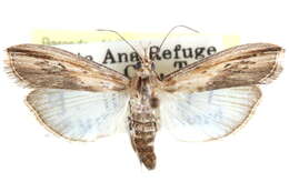 Ancylostomia resmi