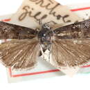 Image of Tulsa umbripennis Hulst 1895
