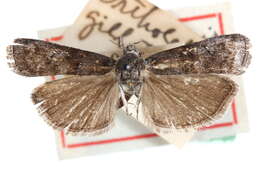 Image of Tulsa umbripennis Hulst 1895