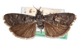 Image of Tulsa umbripennis Hulst 1895