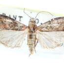 Image of Sciota rubrisparsella