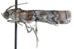 Image of Dioryctria albovittella Hulst 1890