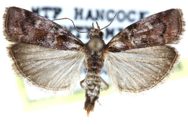 Image of Cypress Coneworm Moths