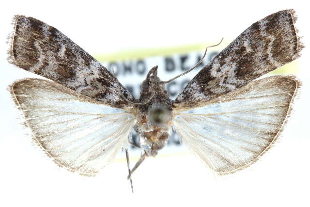 Image of Cypress Coneworm Moths