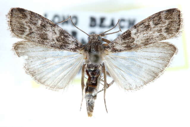 Image of Cypress Coneworm Moths