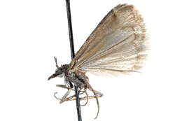 صورة Sarata nigrifasciella Ragonot 1887