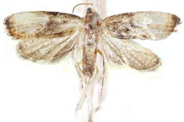 Image of Eugnosta inversana