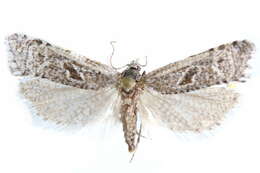 Image of Eugnosta beevorana