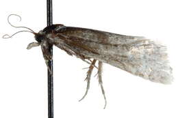 Image of Eugnosta beevorana