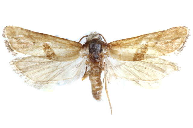 Image of <i>Eugnosta brownana</i>