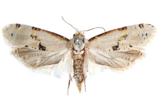 Image of <i>Nycthia yuccatana</i>