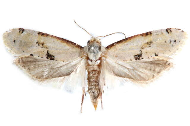 <i>Nycthia yuccatana</i> resmi