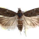 Image of <i>Epinotia columbia</i>