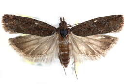 Image of <i>Epinotia columbia</i>