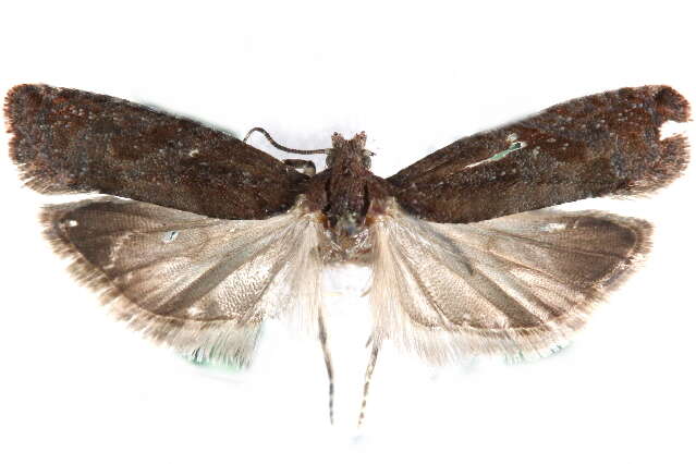 Image of <i>Epinotia columbia</i>