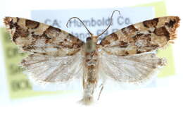 Argyrotaenia cupressae Powell 1960的圖片