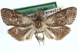 Image of Celsumaria grandis