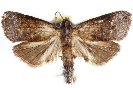 Image of Celsumaria grandis