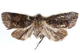 Image of Celsumaria grandis