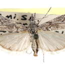 Image of Eumysia mysiella Dyar 1905