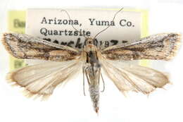 Ancylosis morrisonella Ragonot 1887 resmi