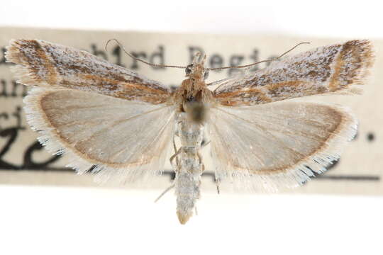 Ancylosis morrisonella Ragonot 1887 resmi