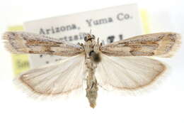 Ancylosis morrisonella Ragonot 1887 resmi