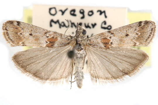 Ancylosis undulatella Clemens 1860 resmi