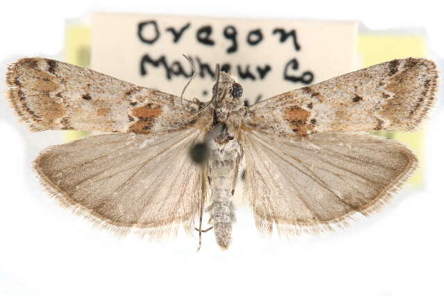 Ancylosis undulatella Clemens 1860 resmi