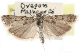 Ancylosis undulatella Clemens 1860 resmi