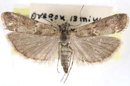 Ancylosis undulatella Clemens 1860 resmi