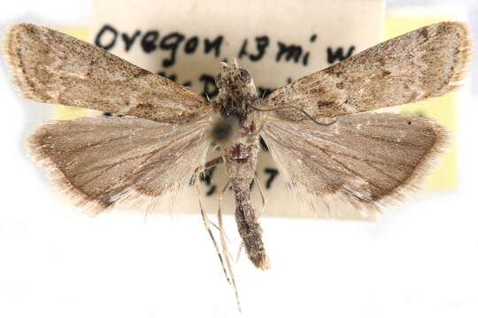 Ancylosis undulatella Clemens 1860 resmi