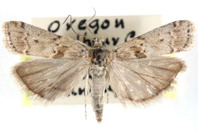 Ancylosis undulatella Clemens 1860 resmi