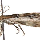 Image of Honora subsciurella Ragonot 1887