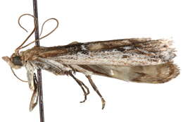 Image of Honora subsciurella Ragonot 1887