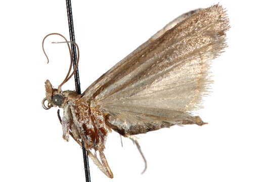 Image of Honora subsciurella Ragonot 1887