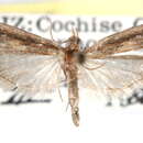 صورة Eurythmidia ignidorsella Ragonot 1887