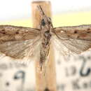 Image of Mescinia estrella Barnes & McDunnough 1913