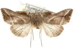 Image of <i>Notioplusia illustrata</i>