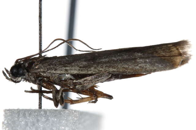 Image de <i>Phycitodes reliquella</i>